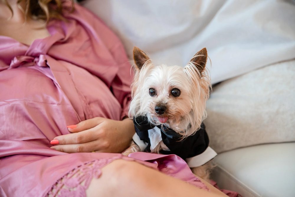 Weddings with Pets